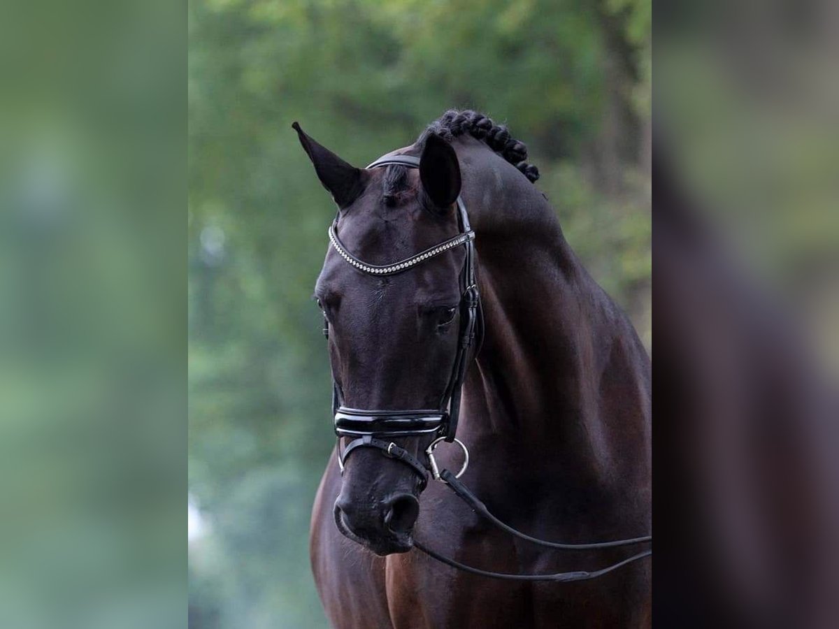 KWPN Mare 13 years 16,1 hh Black in elim