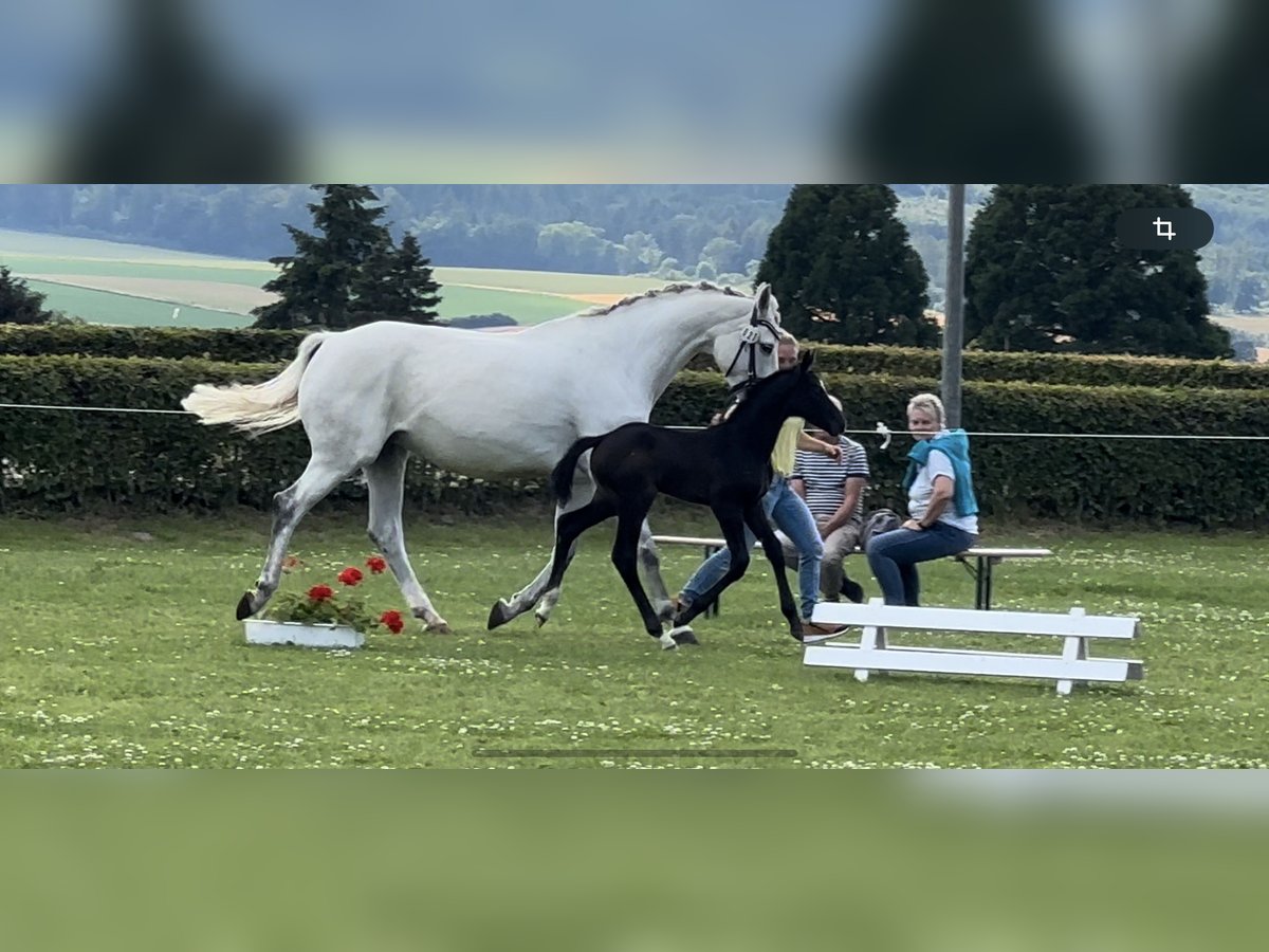 KWPN Mare 13 years 16,1 hh Gray in Gronau (Leine)