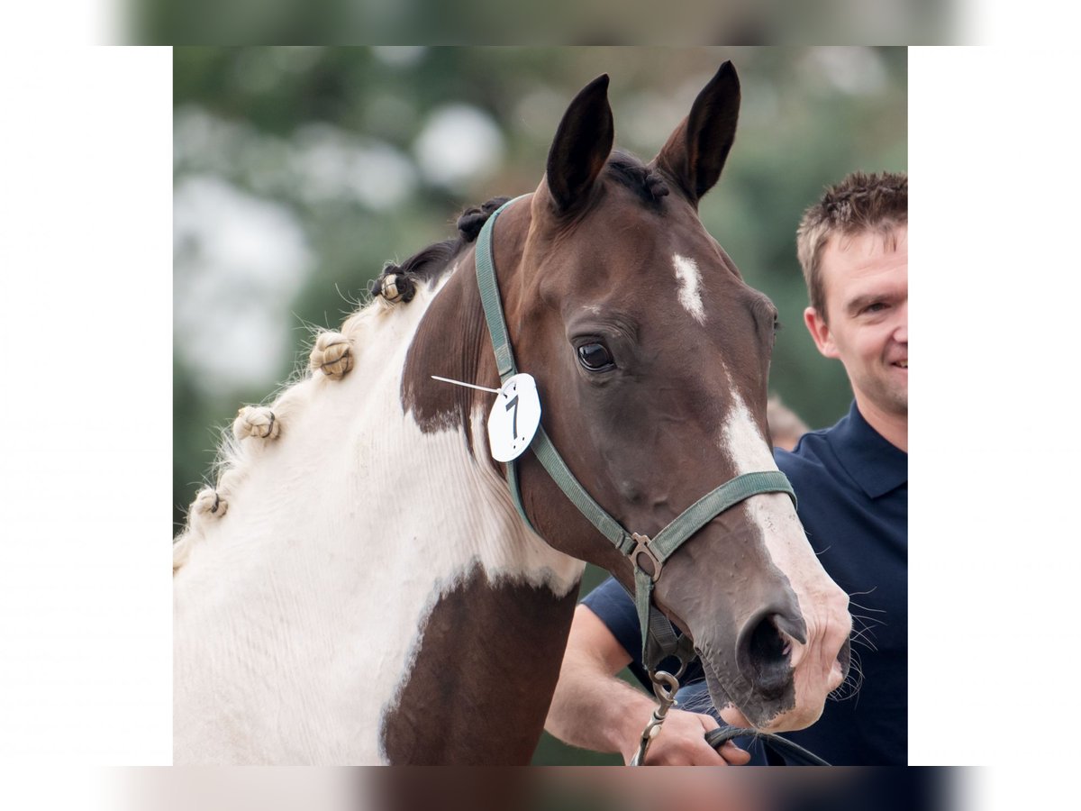 KWPN Mare 13 years 16,2 hh Pinto in Waddinxveen