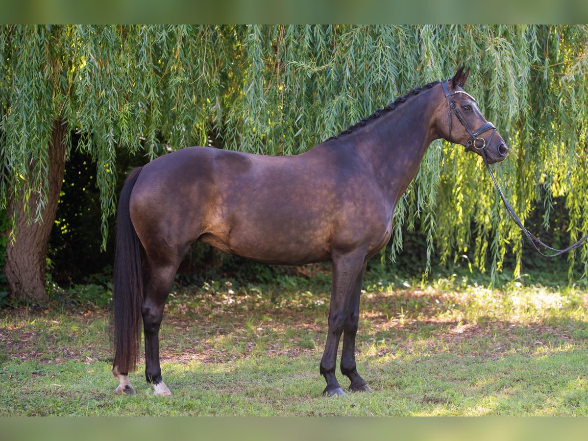 KWPN Mare 13 years 16 hh Black in Debrecen