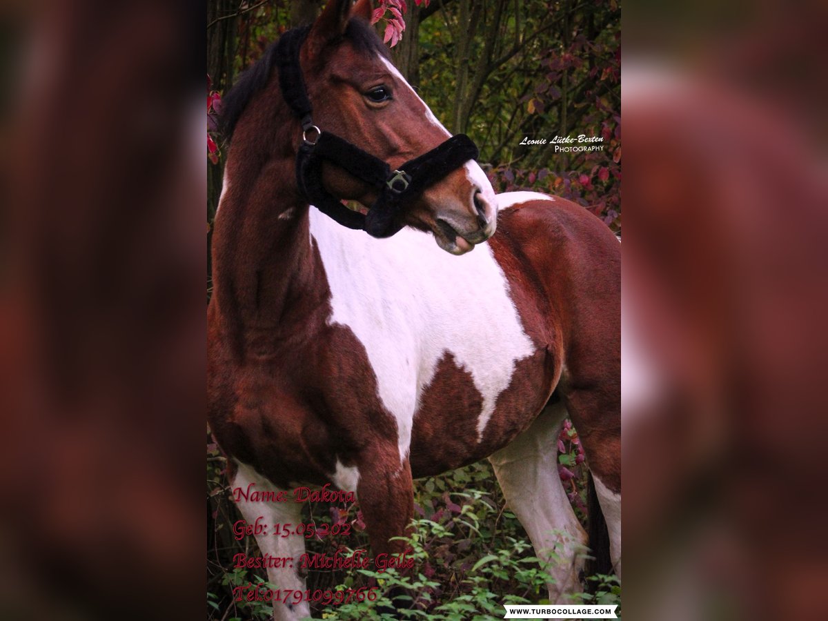 KWPN Mare 13 years 16 hh Pinto in Düsseldorf