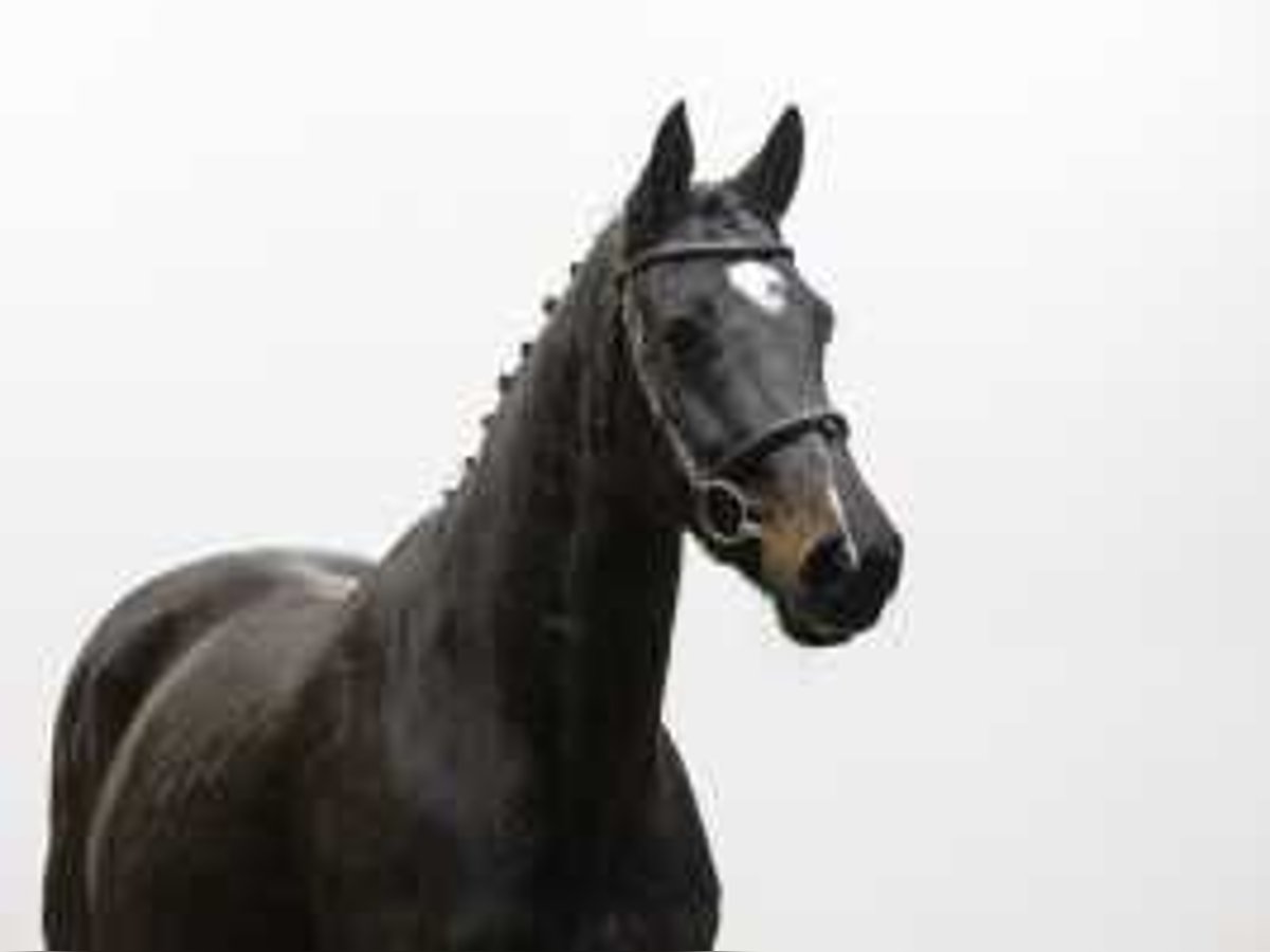 KWPN Mare 13 years 16 hh Smoky-Black in Waddinxveen