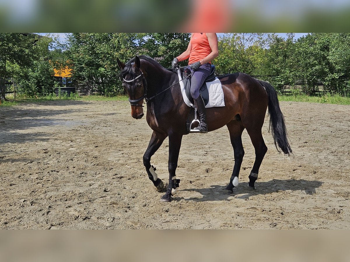 KWPN Mare 13 years 16,2 hh Brown in Berghem