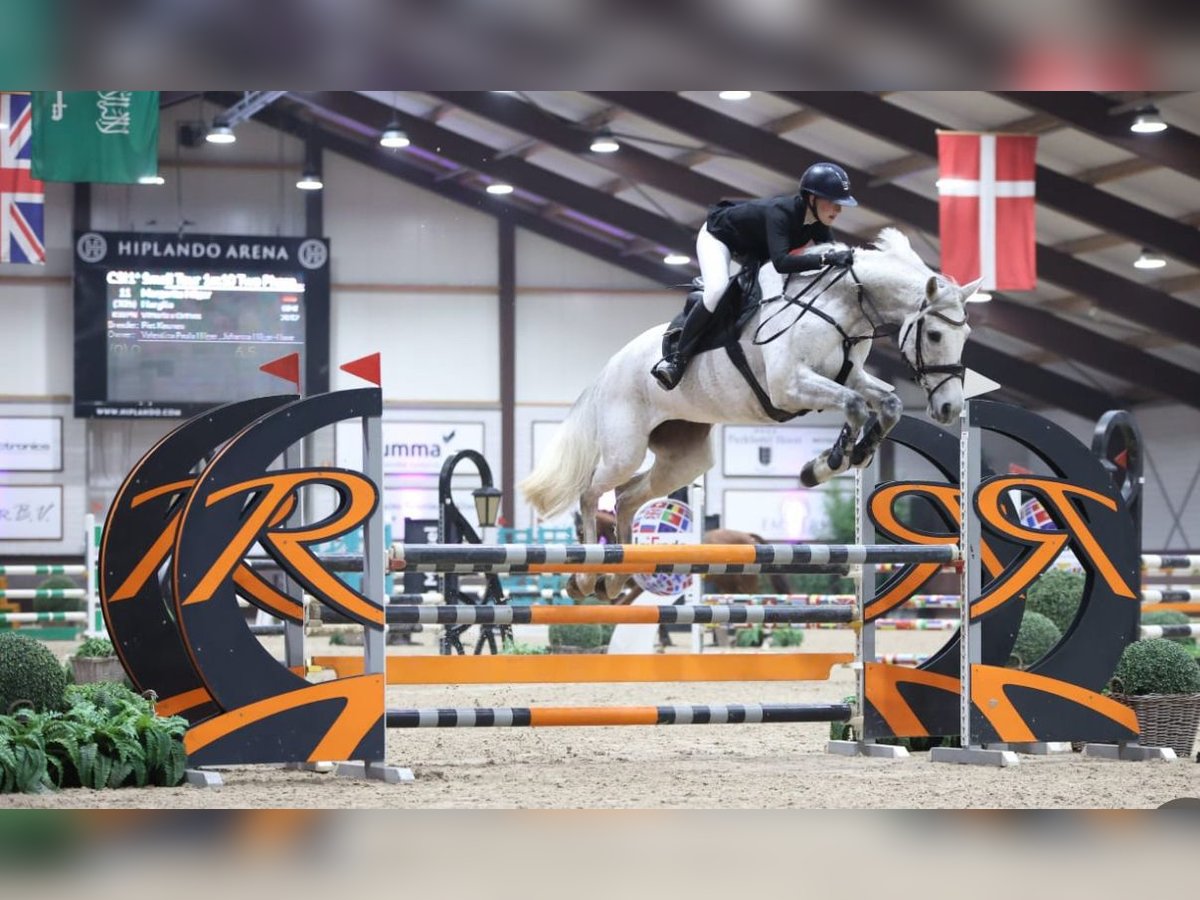 KWPN Mare 13 years 16,2 hh Gray in Braunschweig