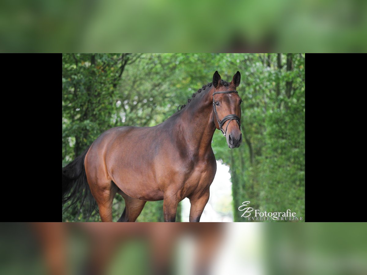 KWPN Mare 13 years 17 hh Brown in Ederveen