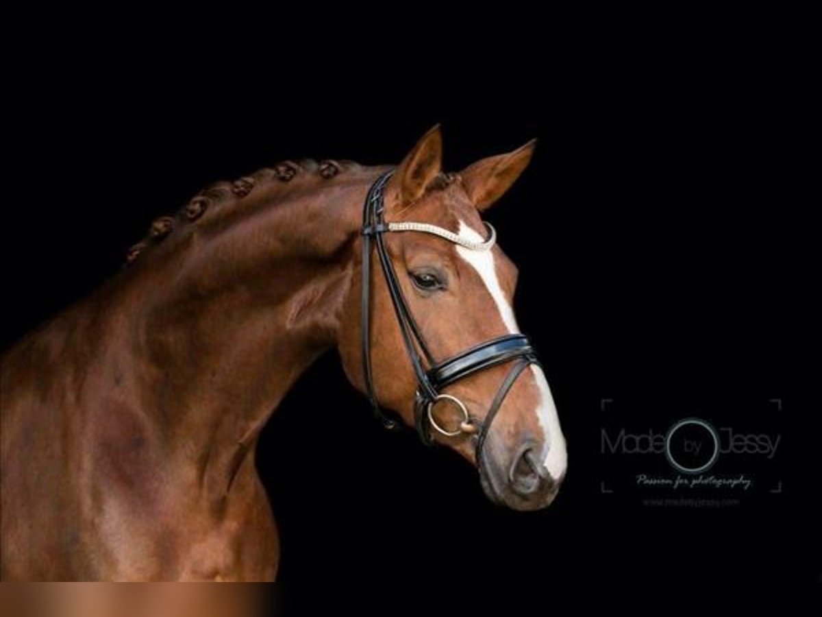 KWPN Mare 13 years 17 hh Chestnut-Red in Hall
