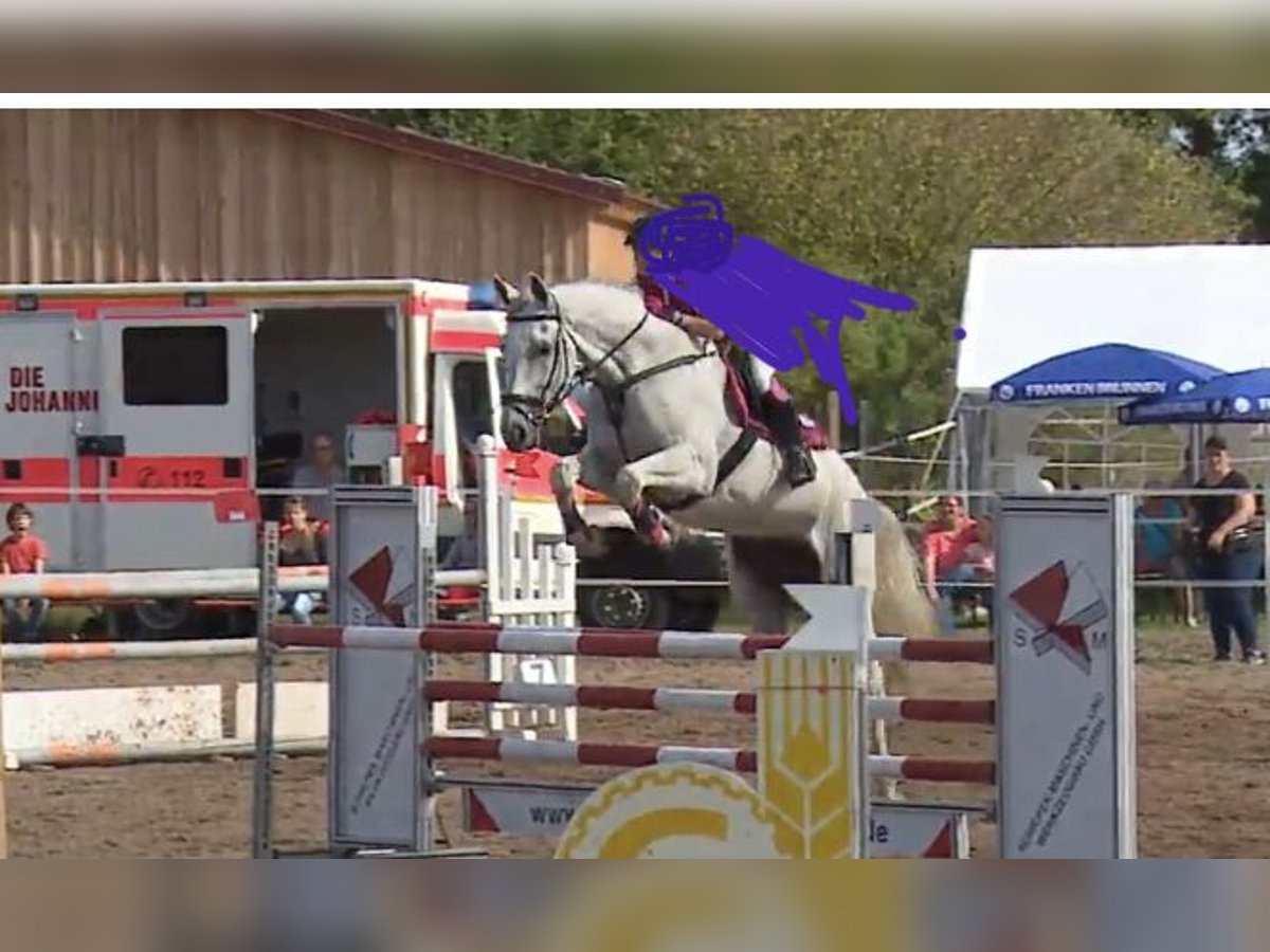 KWPN Mare 13 years 17 hh Gray in Ansbach KWPN Mare 13 years 17 hh Gray in Ansbach