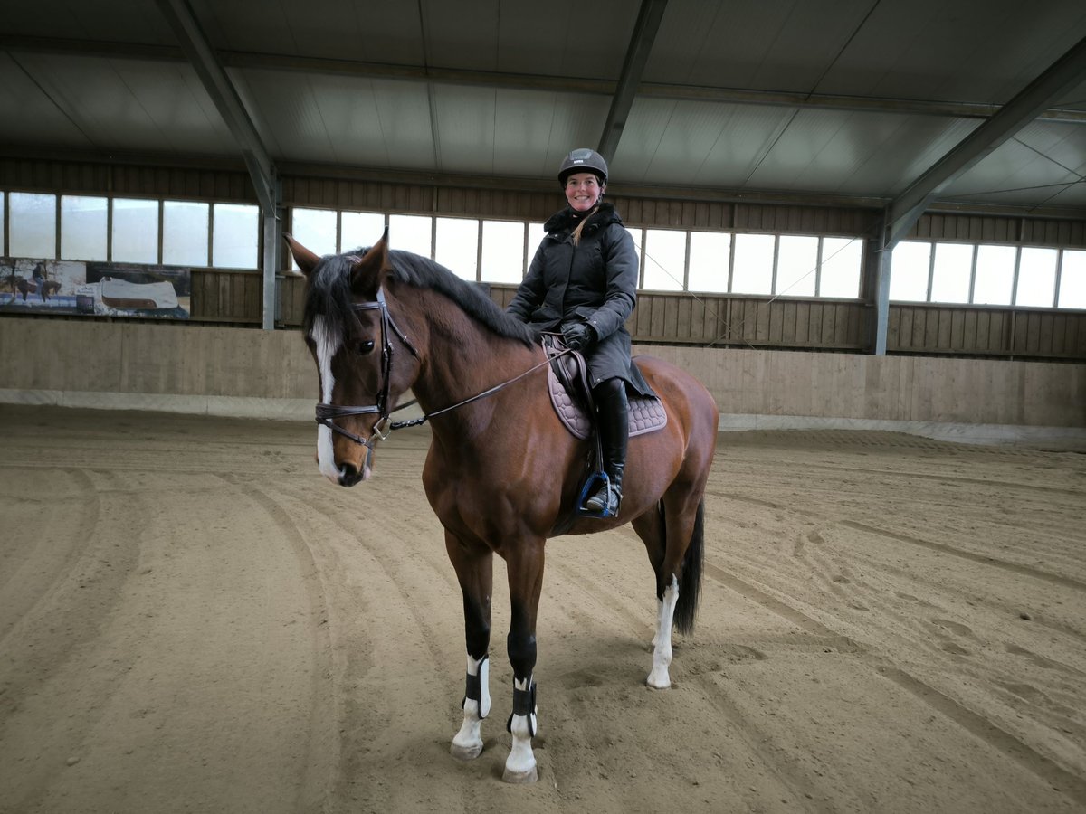 KWPN Mare 13 years 17,1 hh Brown in Neumarkt in der Oberpfalz