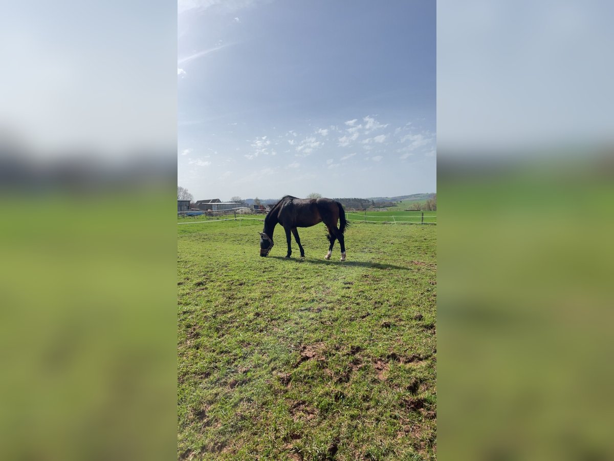 KWPN Mare 14 years 15,3 hh Bay-Dark in Lichtenfels