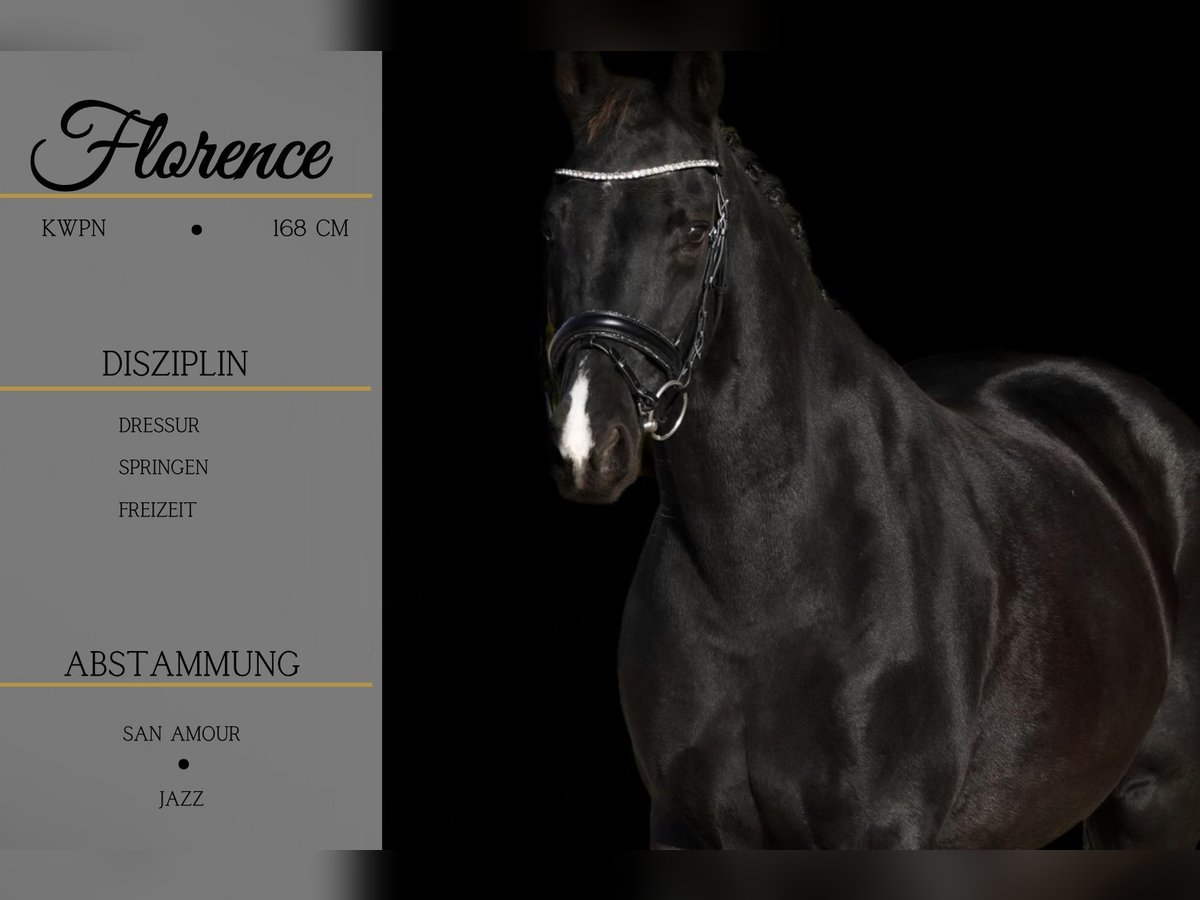 KWPN Mare 14 years 16,1 hh Black in Nettersheim