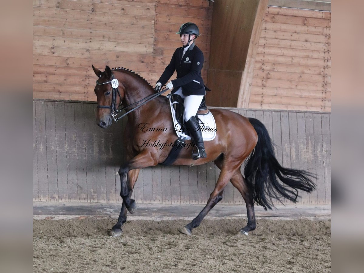 KWPN Mare 14 years 16,2 hh Brown in Zobbenitz