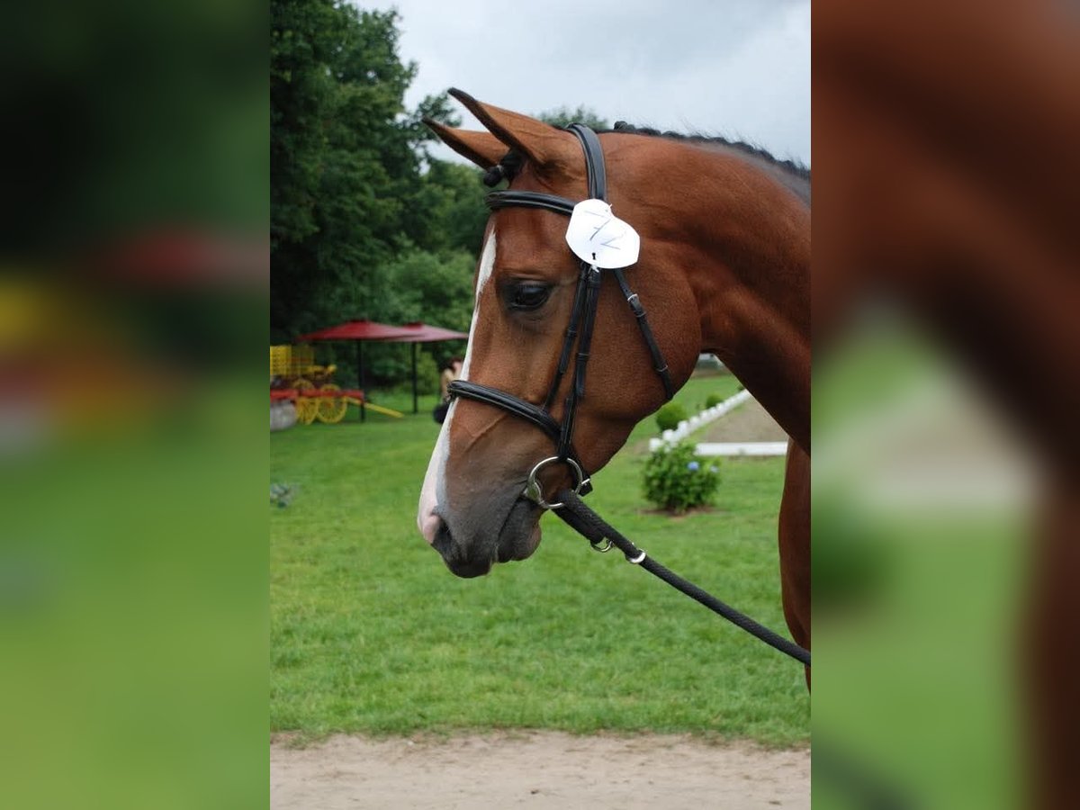 KWPN Mare 14 years 16 hh Brown in Baarle-Nassau