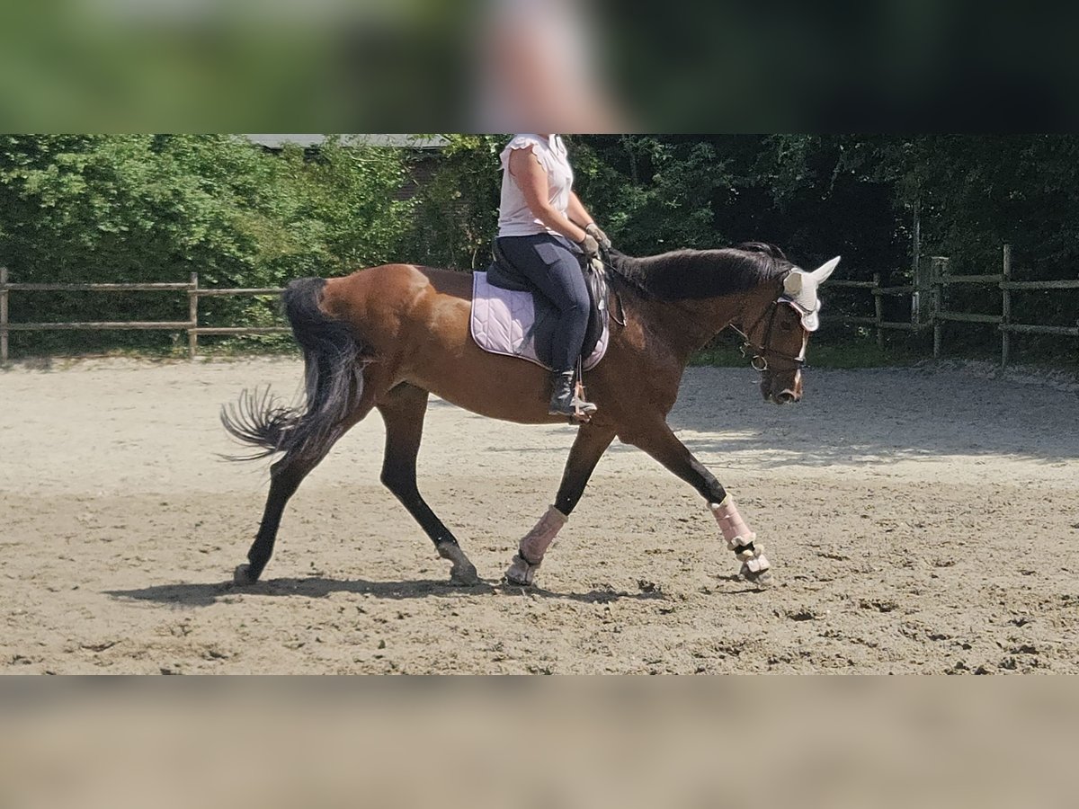 KWPN Mare 14 years 16 hh Brown in Wachtendonk