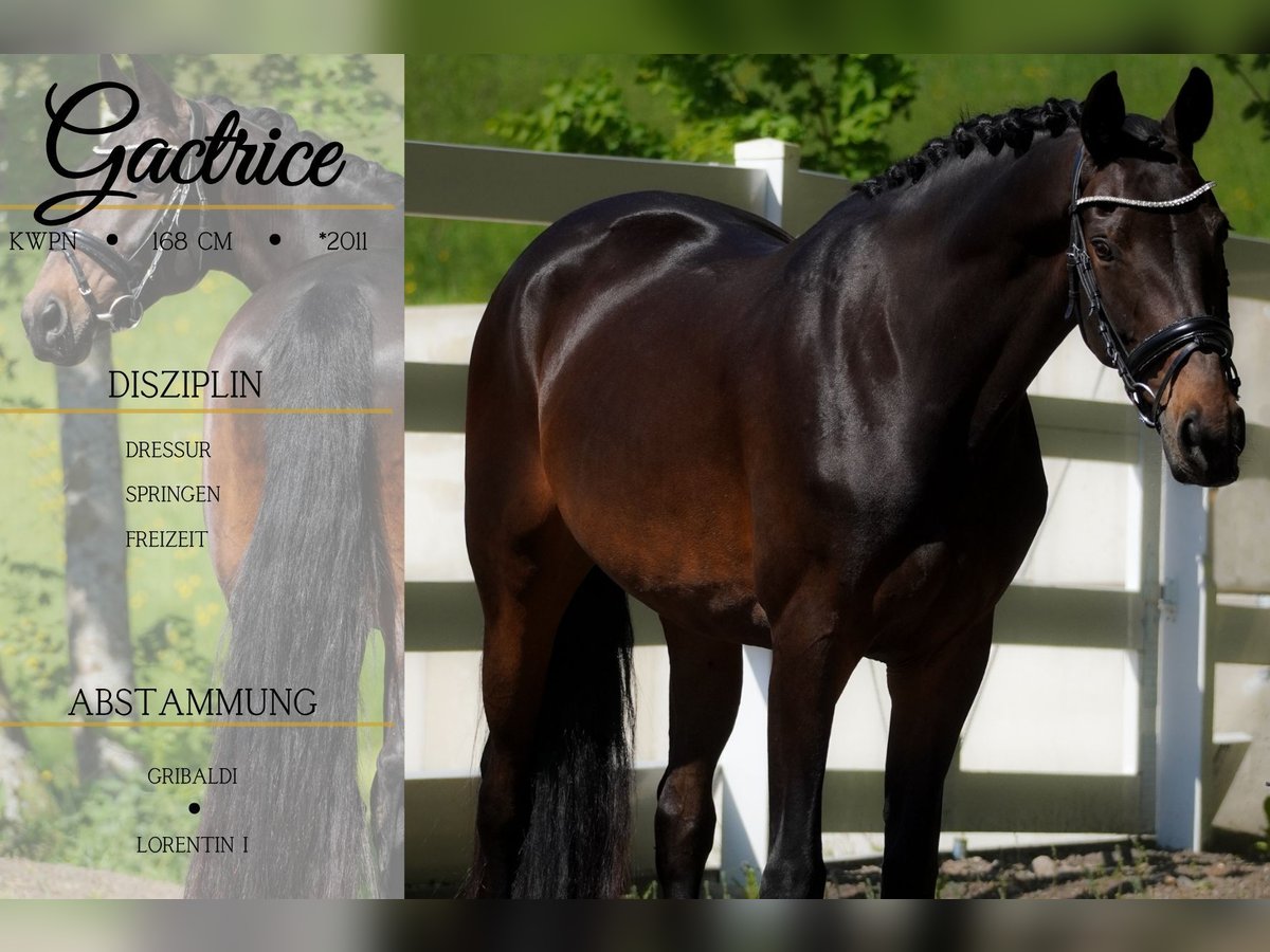 KWPN Mare 14 years 16 hh Brown in Nettersheim