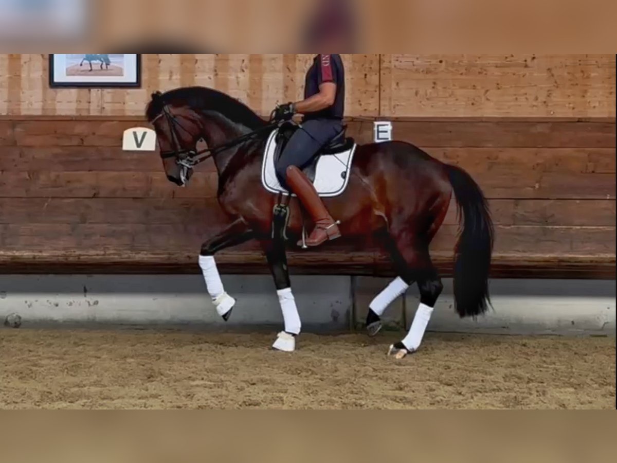 KWPN Mare 14 years 16,2 hh Bay-Dark in Schore