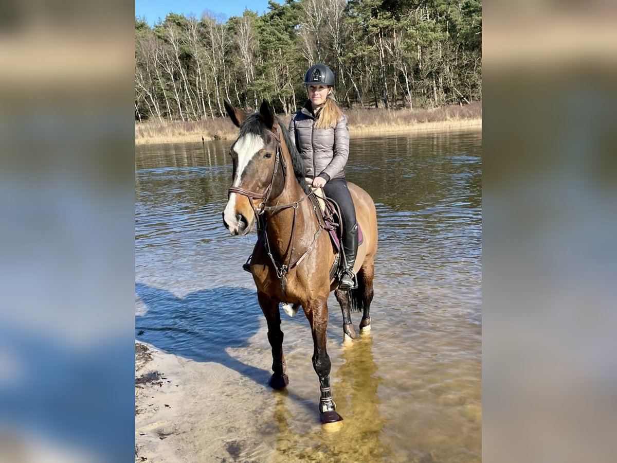 KWPN Mare 14 years 16,2 hh Bay-Dark in Erkelenz