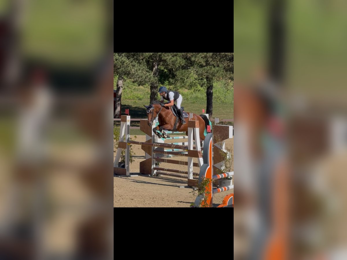 KWPN Mare 14 years Bay-Dark in ROMA
