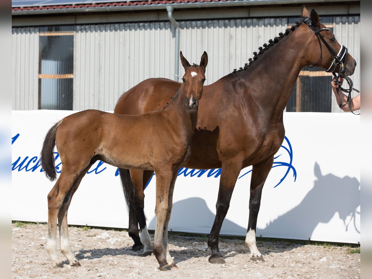 KWPN Mare 15 years 16,1 hh Brown in Belgern