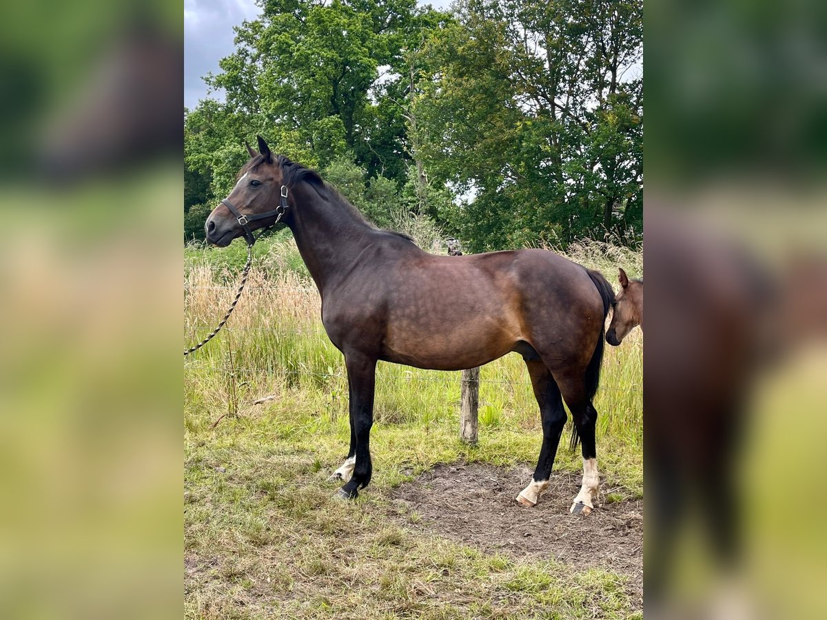 KWPN Mare 15 years 16,1 hh Brown in Horst