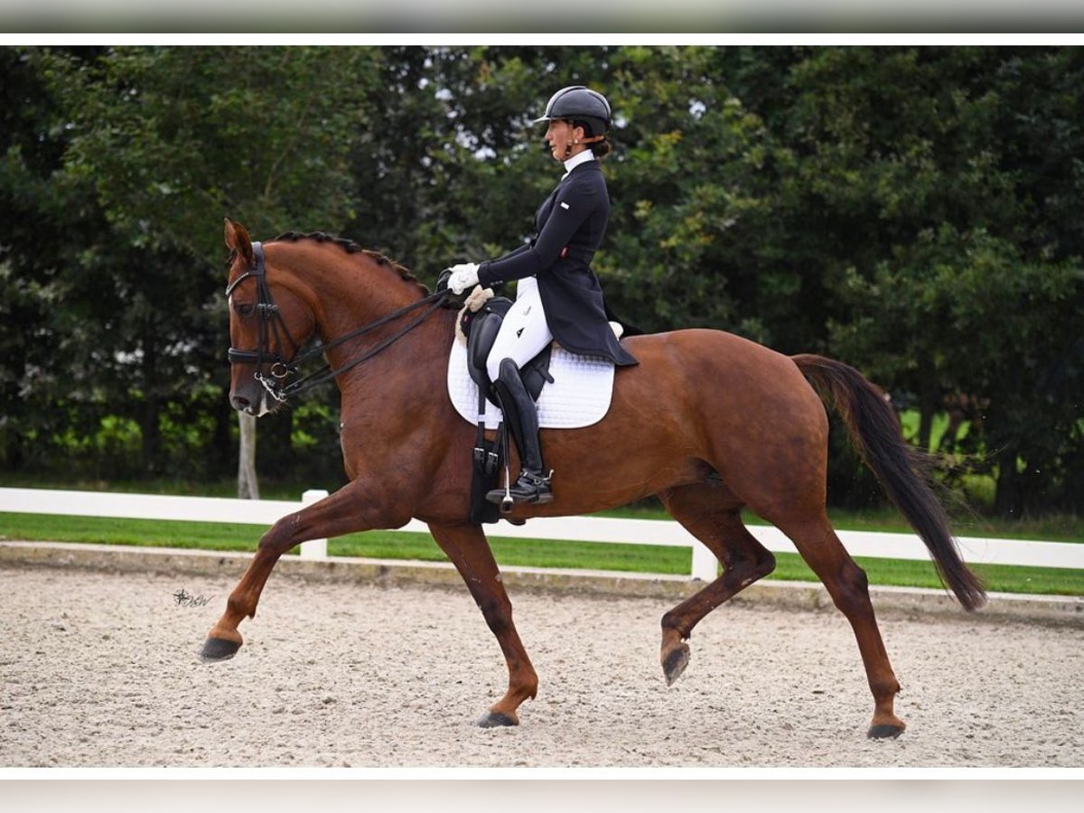 KWPN Mare 15 years 16,1 hh Chestnut-Red in Waverveen