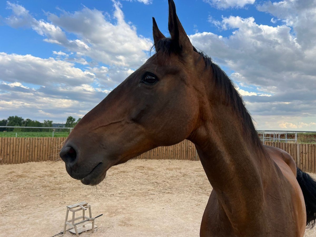 KWPN Mare 15 years 16,2 hh Brown in Poligono Industrial Aimayr