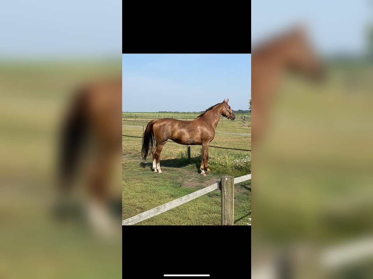 KWPN Mare 15 years 16,3 hh Chestnut-Red in Emmen