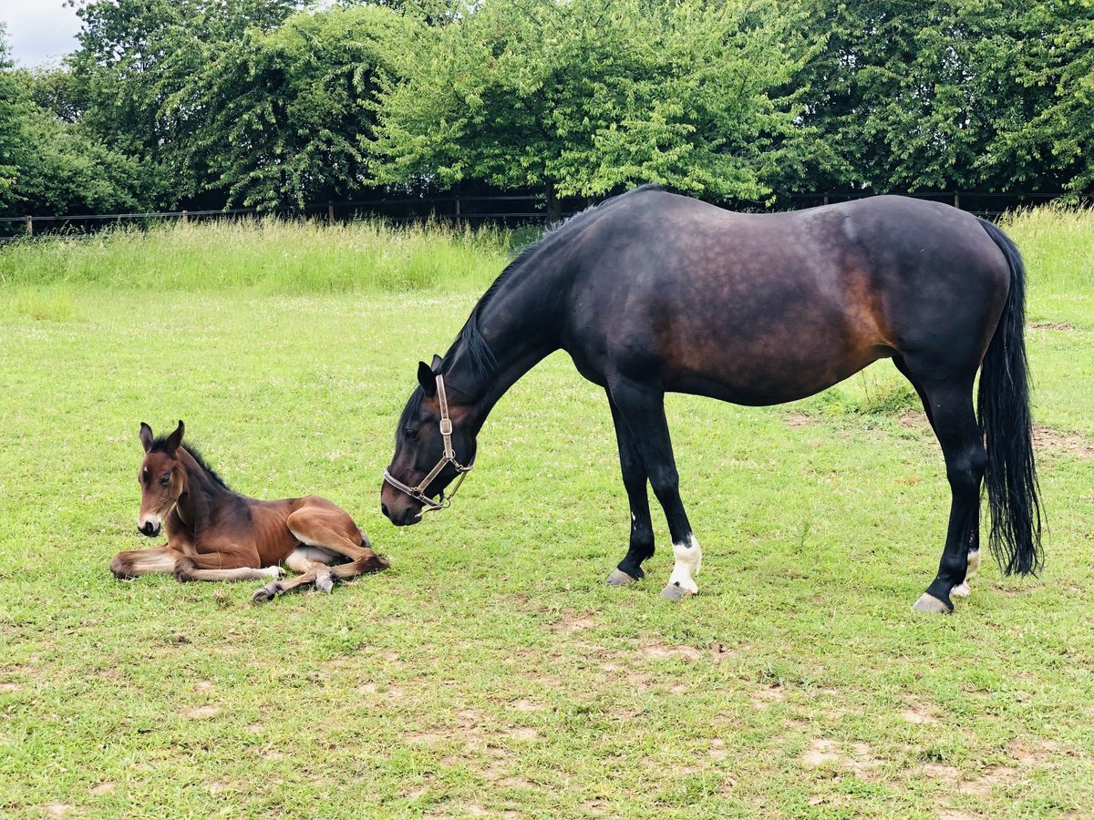 KWPN Mare 15 years 16 hh Bay-Dark in Rommerskirchen