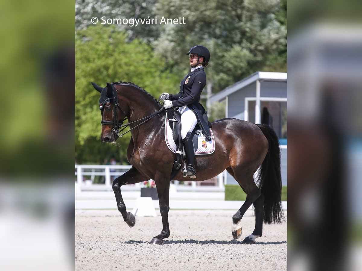 KWPN Mare 15 years 16 hh Bay-Dark in Laxenburg