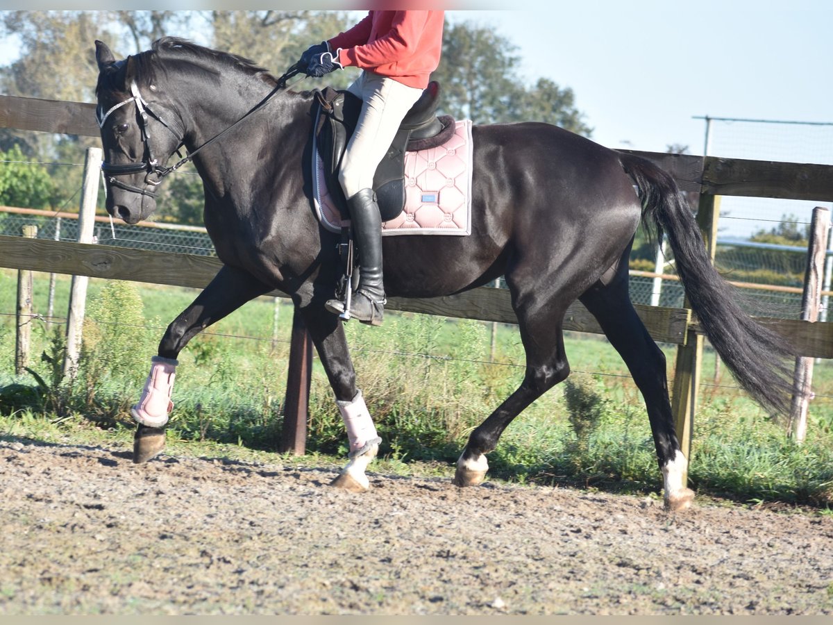 KWPN Mare 15 years 16 hh Black in Achtmaal