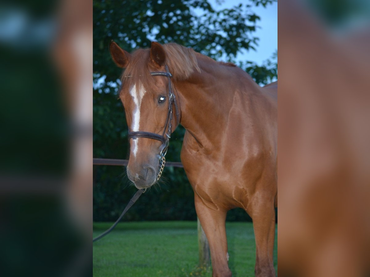 KWPN Mare 15 years 16 hh Chestnut-Red in IJhorst