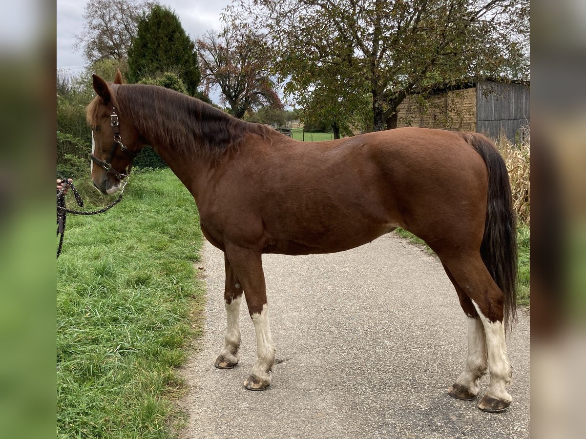 KWPN Mare 15 years 16 hh Chestnut-Red in Bretten KWPN Mare 15 years 16 hh Chestnut-Red in Bretten