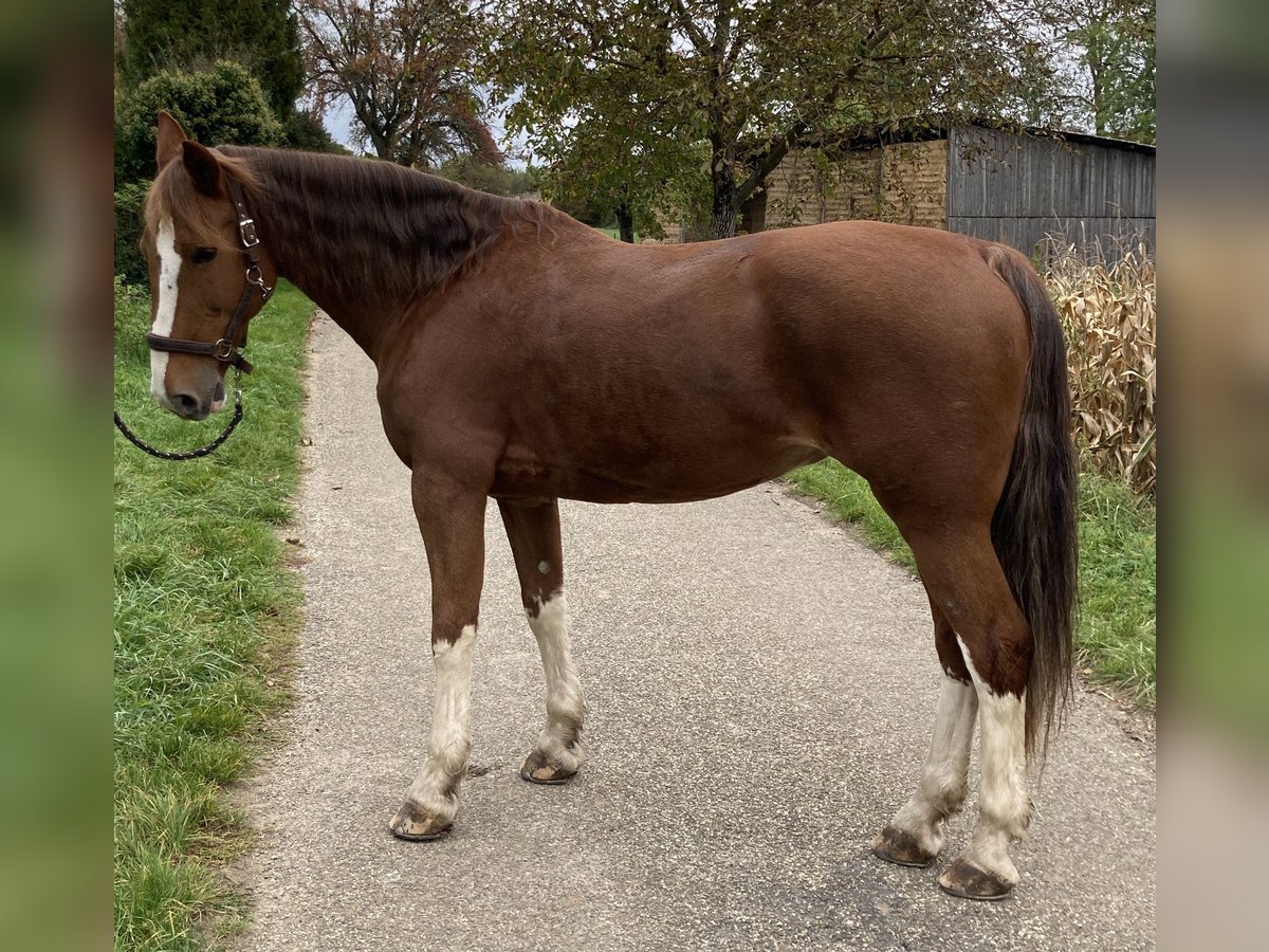 KWPN Mare 15 years 16 hh Chestnut-Red in Bretten KWPN Mare 15 years 16 hh Chestnut-Red in Bretten