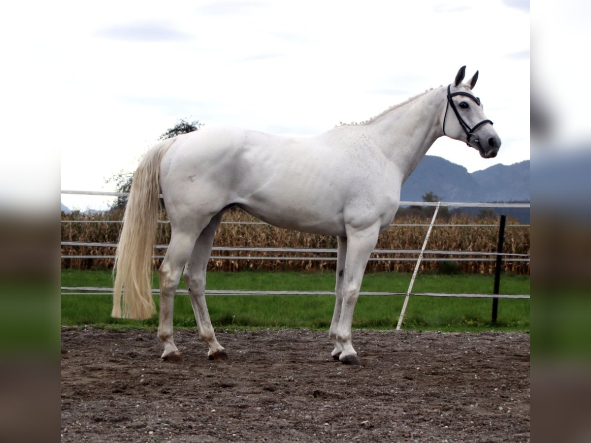 KWPN Mare 15 years 16 hh Gray in Kirchbichl