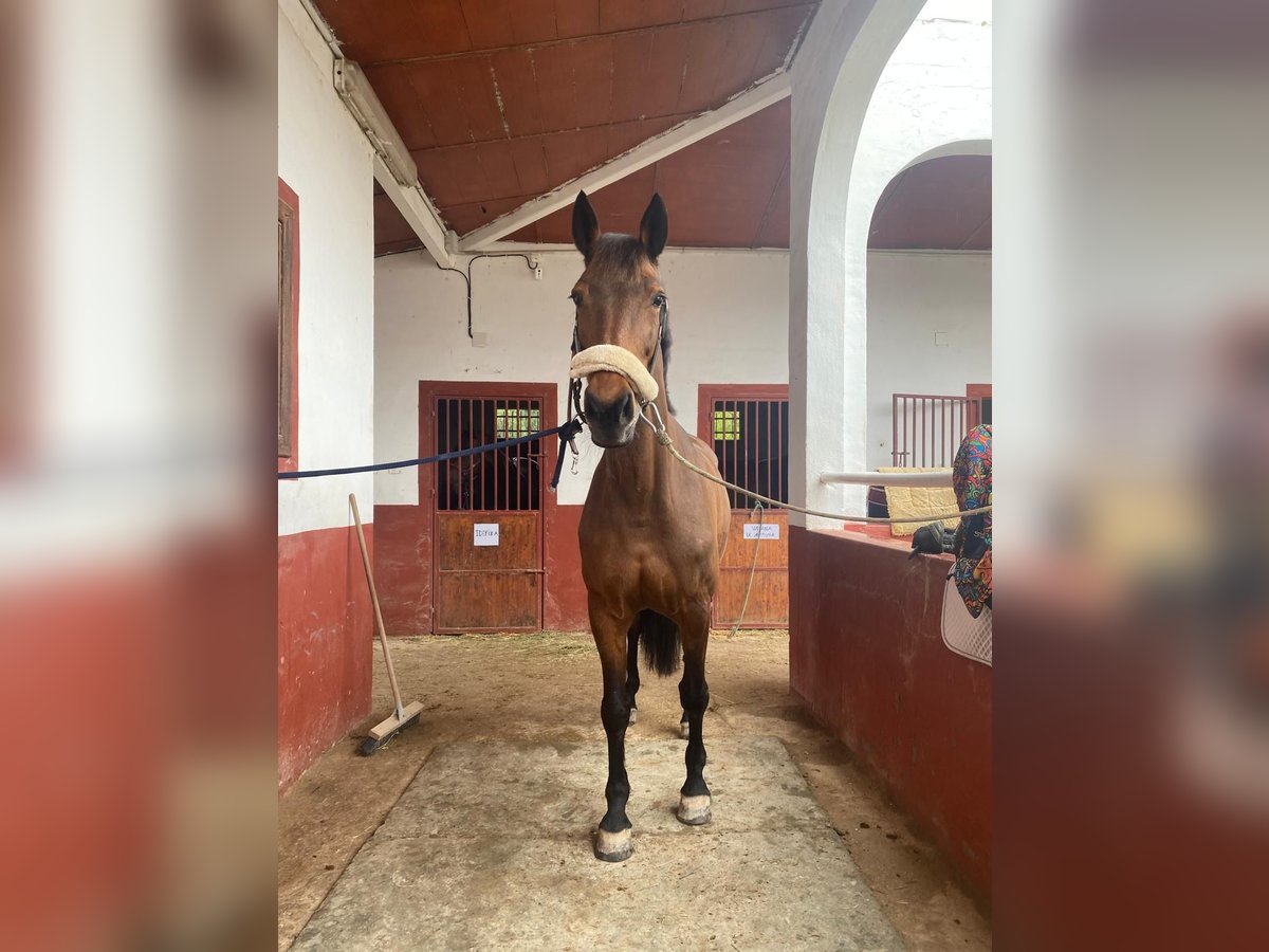 KWPN Mare 15 years 16,1 hh Brown in Alicante