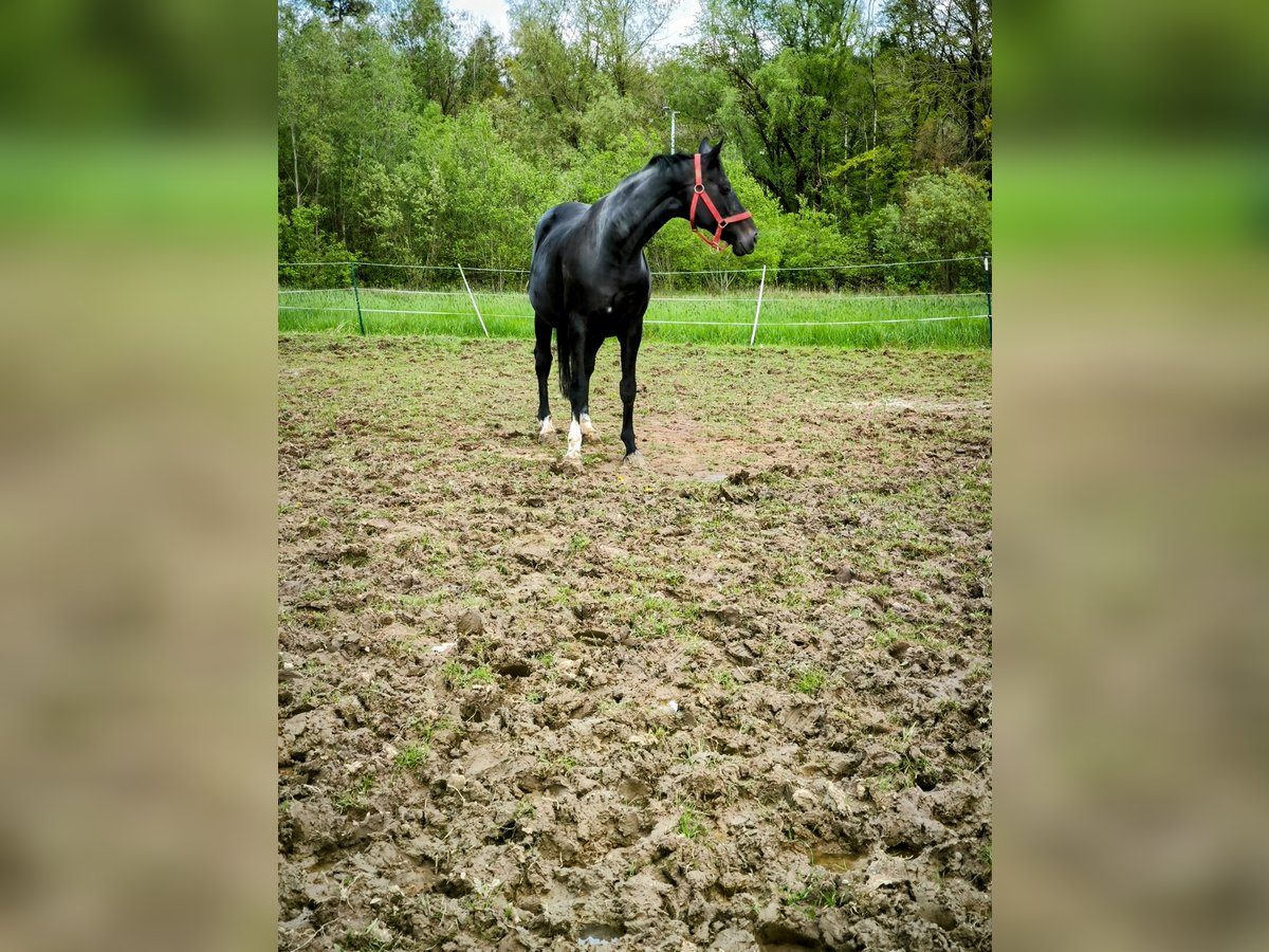 KWPN Mare 15 years 17 hh Black in Lontzen