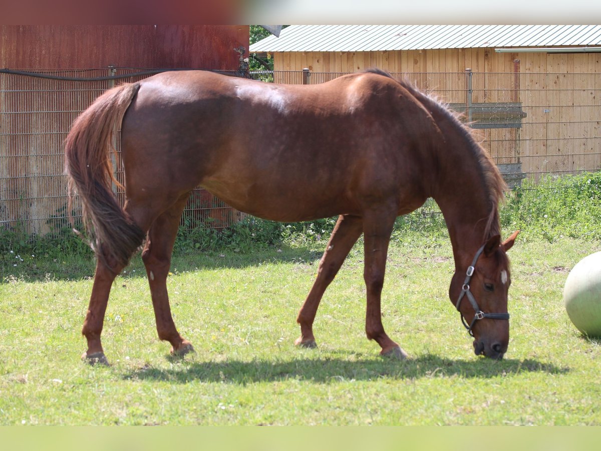 KWPN Mare 15 years 17 hh Chestnut-Red in Erbach