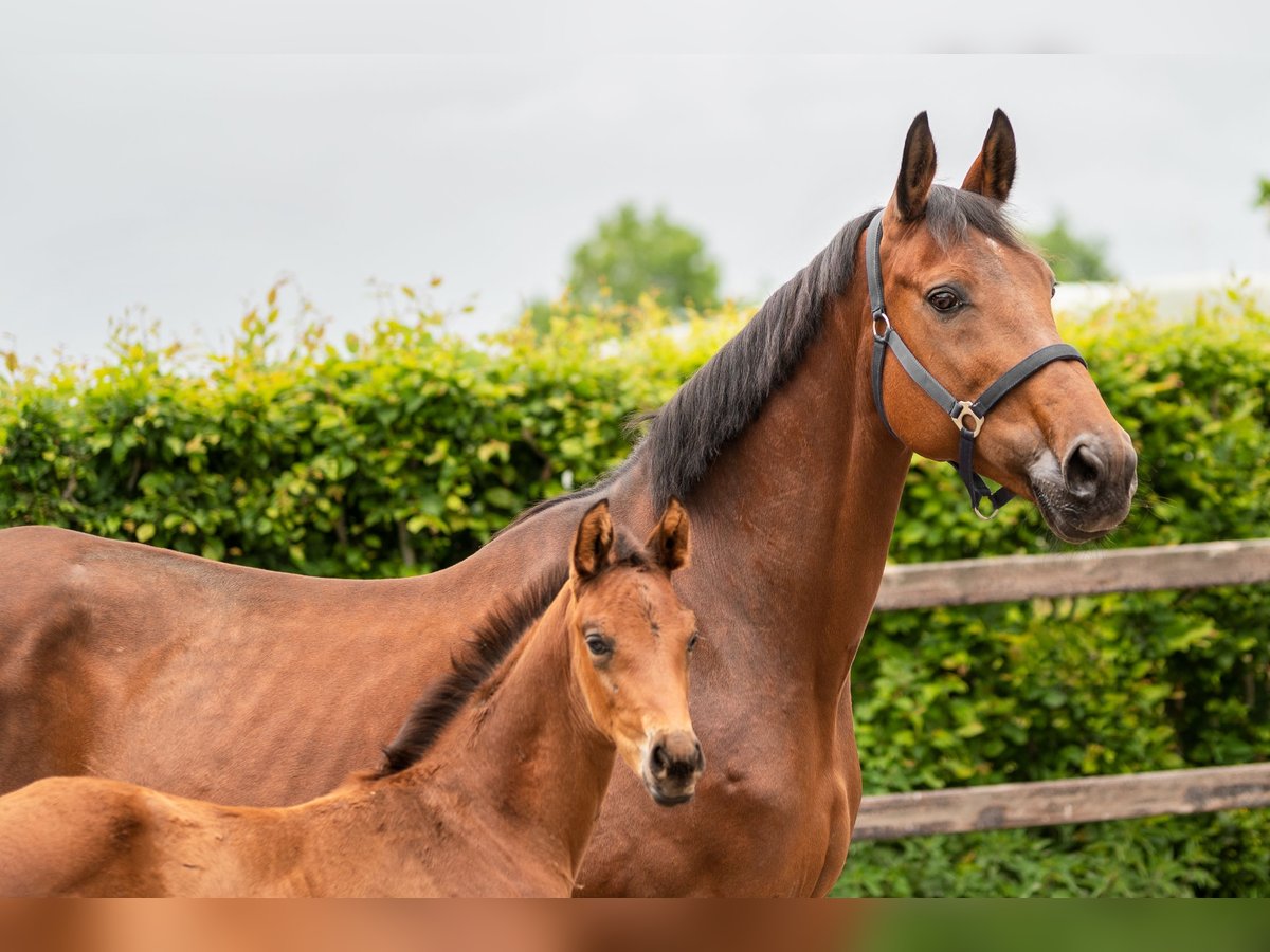 KWPN Mare 16 years 15,3 hh Brown in Kalmthout