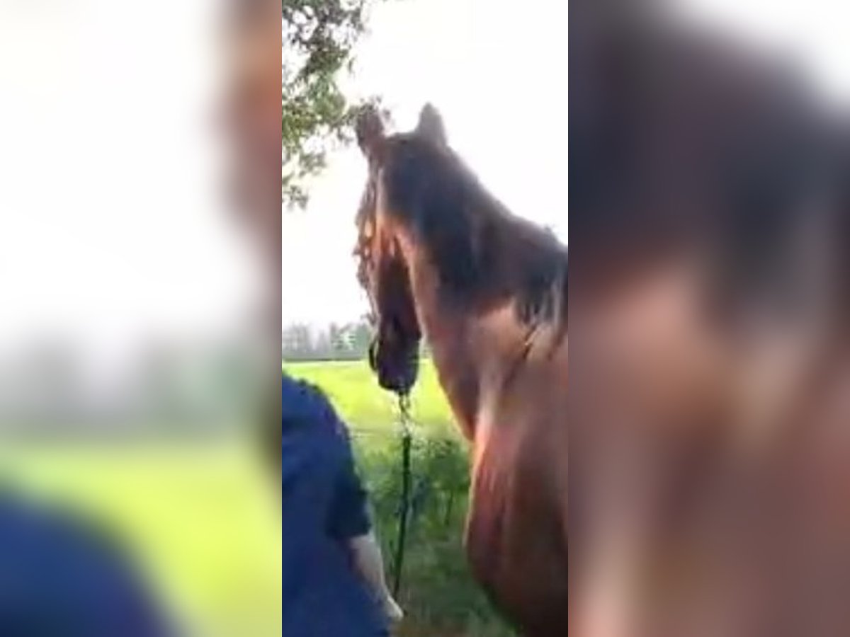 KWPN Mare 16 years 15,3 hh Brown in Papenburg KWPN Mare 16 years 15,3 hh Brown in Papenburg
