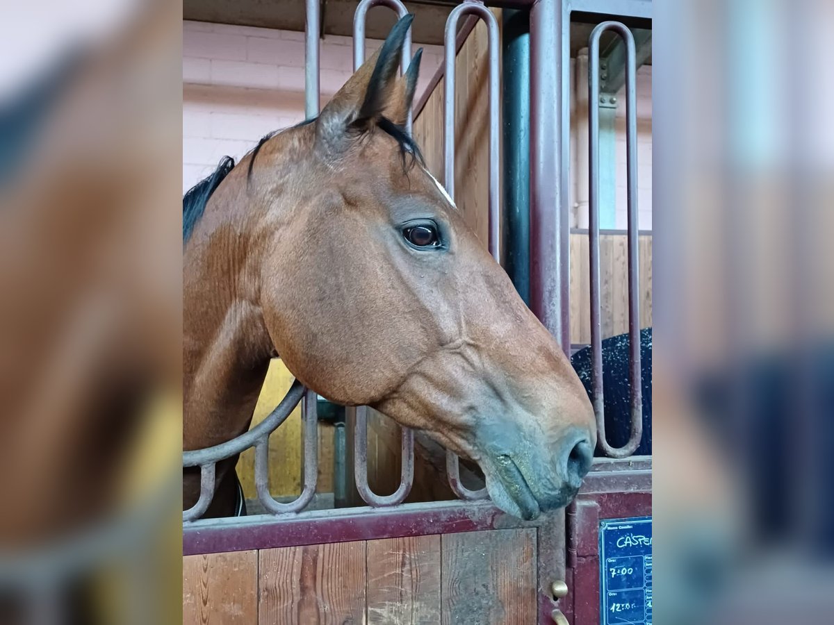 KWPN Mare 16 years 16,1 hh Brown in Gorizia