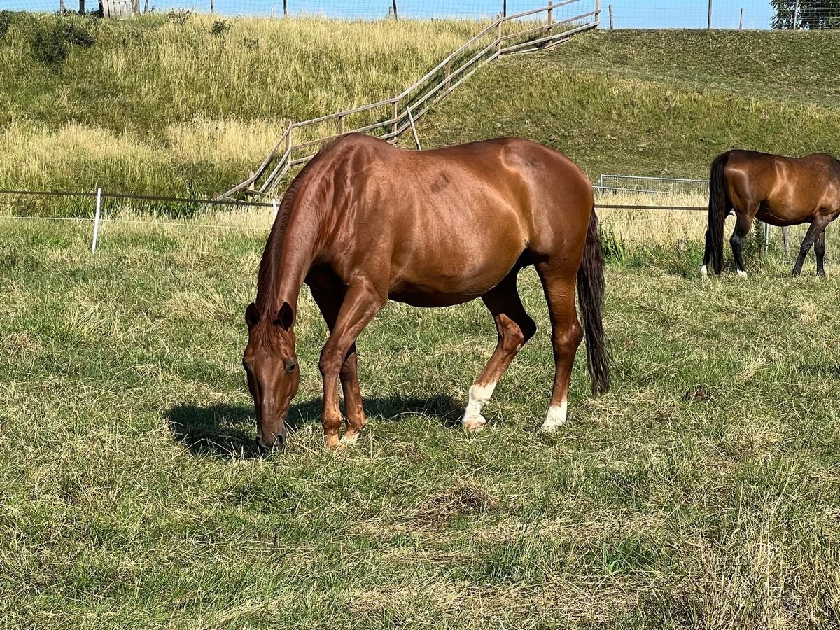 KWPN Mare 16 years 16,1 hh Chestnut-Red in Vierpolders