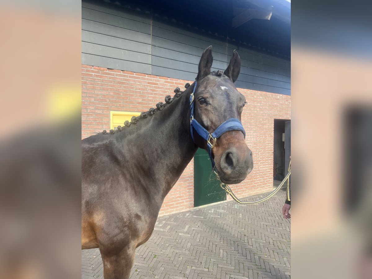 KWPN Mare 16 years 16 hh Bay-Dark in GROTE-BROGEL