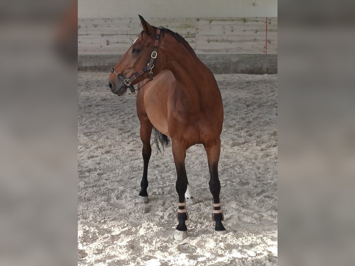 KWPN Mare 16 years 16 hh Bay-Dark in Gorizia