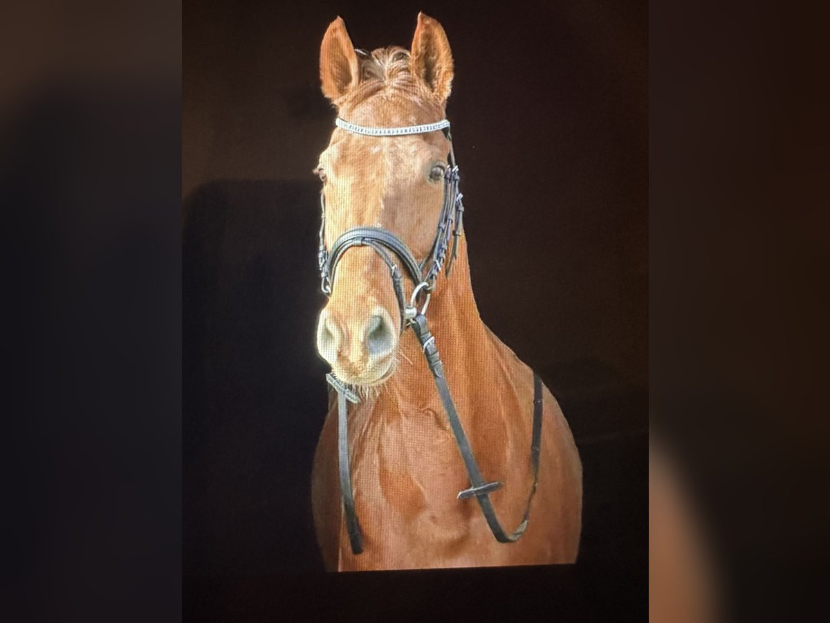 KWPN Mare 17 years 15,2 hh Chestnut-Red in Markt Schwaben