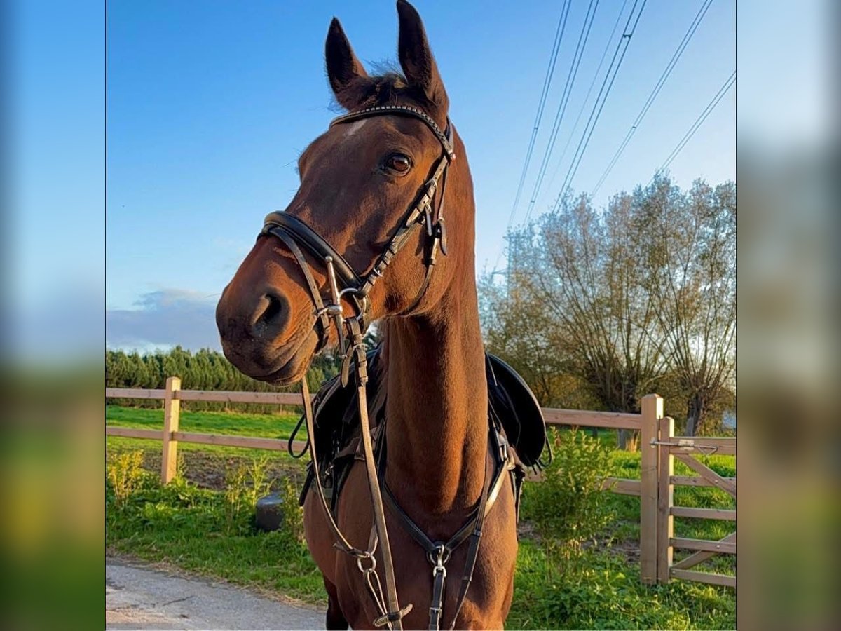 KWPN Mare 17 years 15,2 hh Bay-Dark in Vlezenbeek