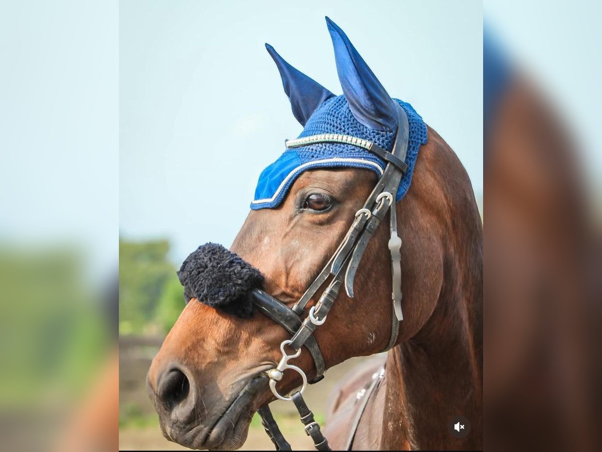 KWPN Mare 17 years 15,2 hh Bay-Dark in Vlezenbeek