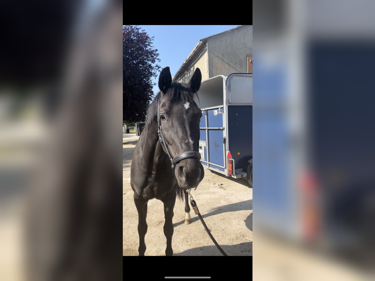 KWPN Mare 17 years 16,1 hh Black in GROTE-BROGEL