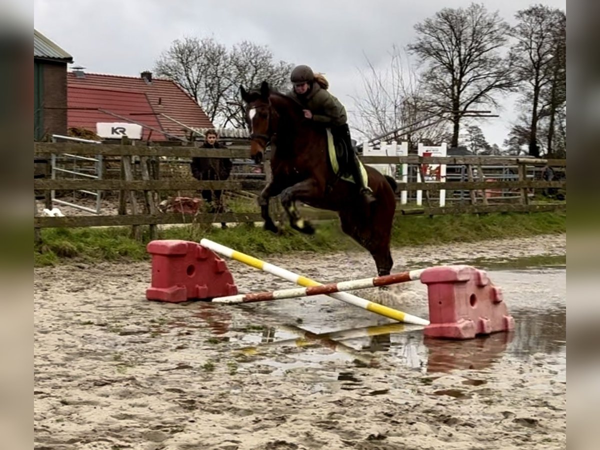 KWPN Mare 17 years 16,1 hh Brown in Barneveld