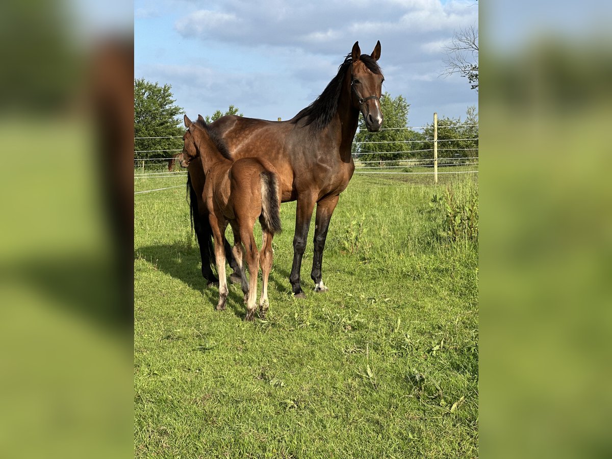 KWPN Mare 17 years 16,2 hh Brown in Antwerpen