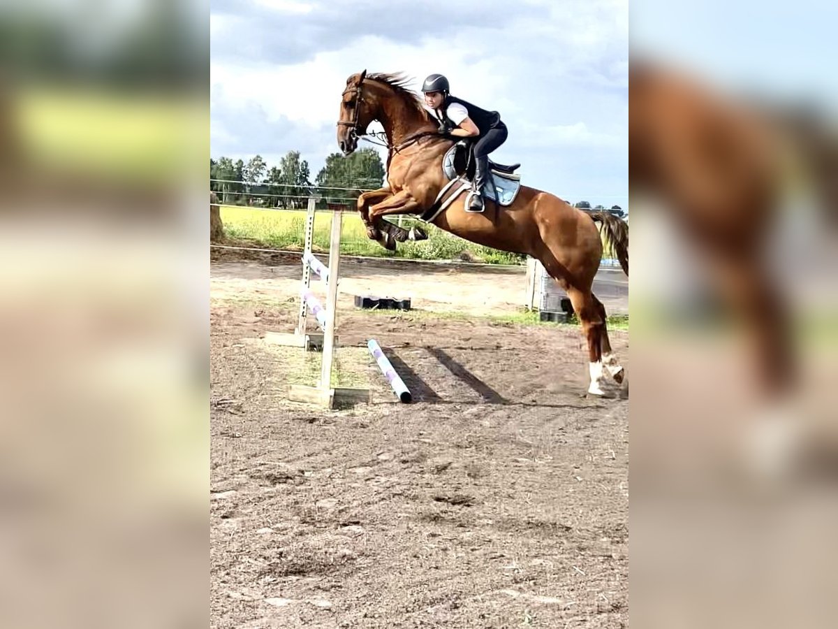 KWPN Mare 17 years 16 hh Bay in Yngsjö