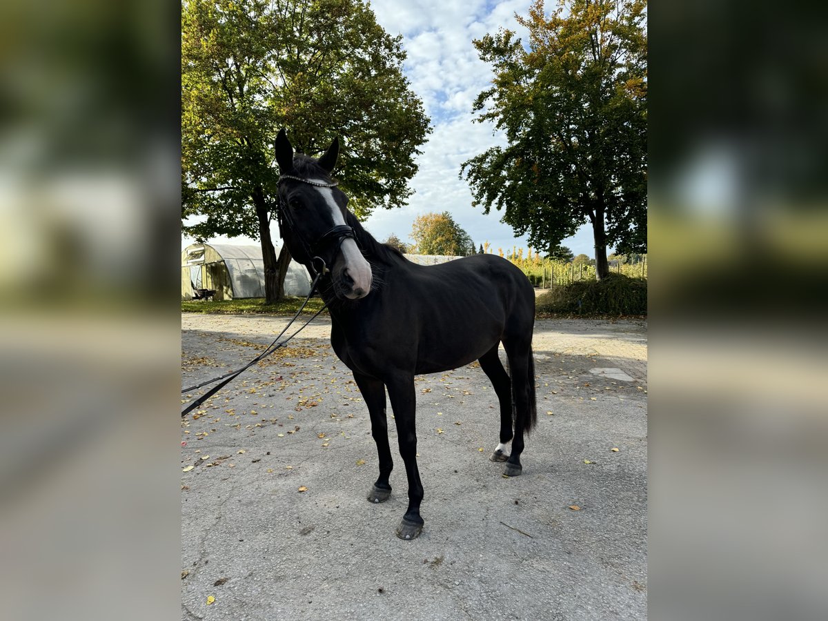 KWPN Mare 17 years 16 hh Gray in Bad Salzuflen